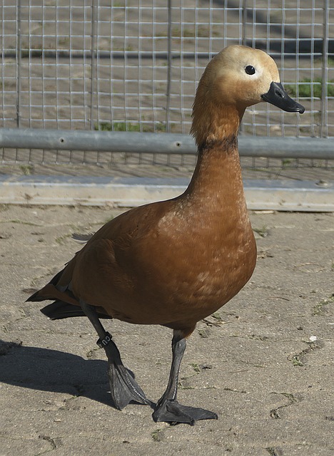 均能灵活应